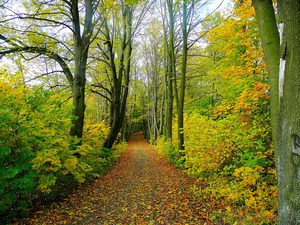 image of a friendly-looking path in the woods