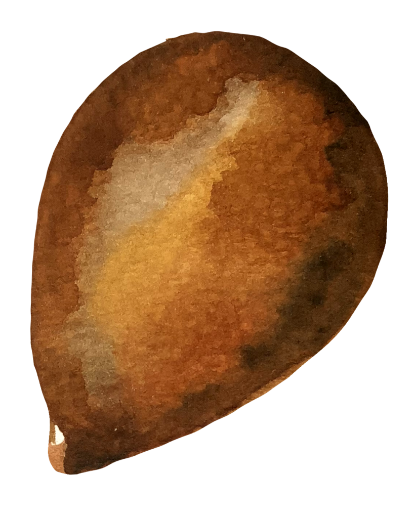 individual-therapy-intensive-seeds-of-potential